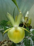 Catasetum pileatum Oro Verde1.JPG