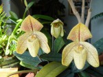 Paph. concolor var. striatum.JPG