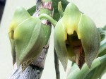 catasetum macrocarpum.JPG