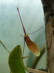 Restrepia sp..JPG