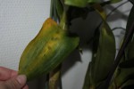 IMG_0001_1.jpg