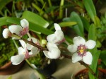 Sarcochilus hartmanii.JPG