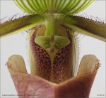 web.paphiopedilum.dayanum.staminodium.jpg