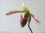 web.paphiopedilum.dayanum.detail.II.jpg