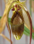 web.phragmipedium.caudatum.detail.jpg