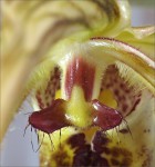 web.phragmipedium.caudatum staminod.jpg