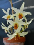 dendr heterocarpum 1.jpg