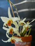 dendr heterocarpum 2.jpg