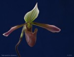 web.paphiopedilum.dayanum.final.jpg