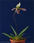 web.paphiopedilum.dayanum.habitus.final.jpg