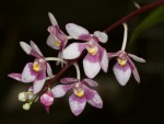 Sarcochilus_fitzgeraldii_12-1038-web.jpg