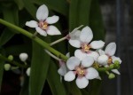 Sarcochilus_hartmannii_12-1035-web.jpg