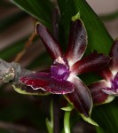 Zygopetalum_hybrid_12-1263-A-web.jpg