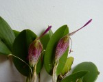 Restrepia aristulifera.jpg