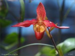 web.phragmipedium live fire.jpg