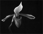 ds.paphiopedilum.jpg