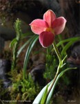 web.phragmipedium.hanne.popow.jpg