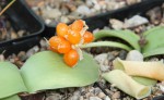 Haemanthus sp. Ratelkloof_plody_resize.jpg