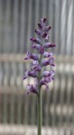 Lachenalia namaquensis_c_resize.jpg