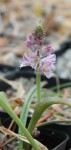 Lachenalia rosea_resize.jpg