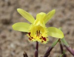 Pleione forrestii_b_resize.jpg