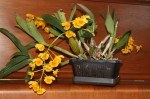 Dendrobium chrysotoxum_d_resize.jpg