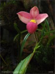 web.phragmipedium.hanne.popow.habitus.jpg