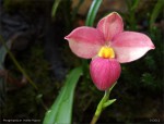 web.phragmipedium.hanne.popow.det..jpg