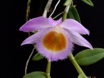 Dendrobium loddigesii 1.jpg