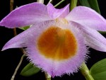 Dendrobium loddigesii 2.jpg