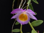 Dendrobium loddigesii 3.jpg