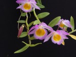 Dendrobium loddigesii 4.jpg