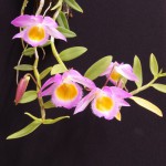 Dendrobium loddigesii 5.jpg