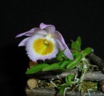 Dendrobium loddigesii1.jpg