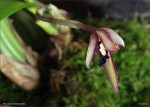 web.maxillaria.marginata.first.jpg