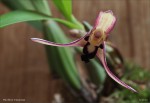 web.maxillaria.marginata.detail.jpg