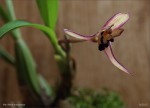 web.maxillaria.marginata.I..jpg