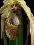 web.phragmipedium.grande.jpg