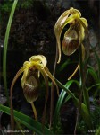 web.phragmipedium.grande.jpg