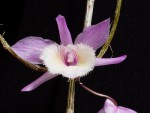 Dendrobium pierardii 1.jpg