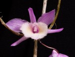 Dendrobium pierardii 2.jpg