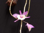 Dendrobium pierardii 3.jpg
