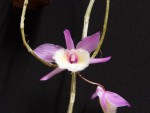 Dendrobium pierardii 4.jpg