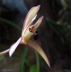 web.maxillaria.marg.rock.detail.jpg