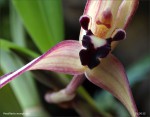 web.maxillaria.marg.rock.superdetail.jpg