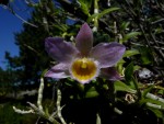 Dendrobium loddigesii 03.jpg