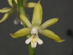 calanthe-sp.jpg