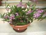 07 Dendrobium kingianum.jpg