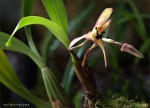 web.maxillaria.poupě.habitus.jpg