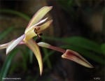 web.maxillaria.marginata.txin.II.jpg